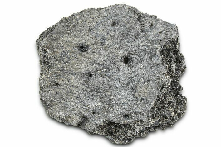 Fossil Glyptodont (Glyptotherium) Bony Armor Osteoderm - Florida #362347